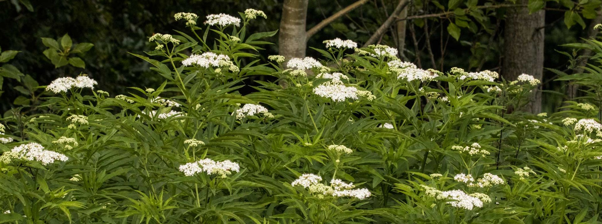 Pflanzen – natur-erleben-online