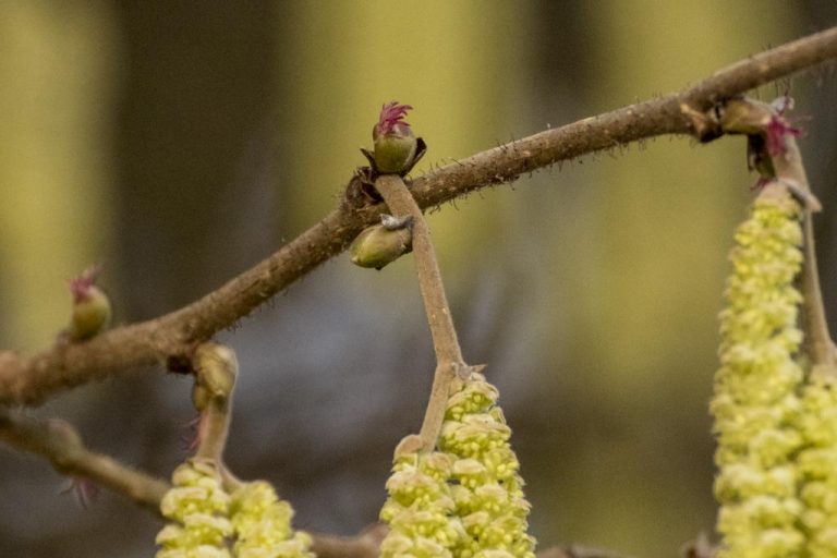 Die Haselsträucher blühen schon – natur-erleben-online