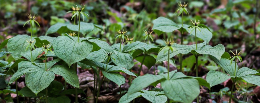 Vierblättrige Einbeere