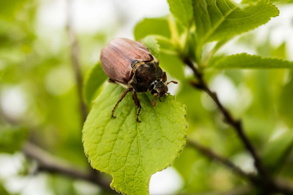 Maikäfer – natur-erleben-online