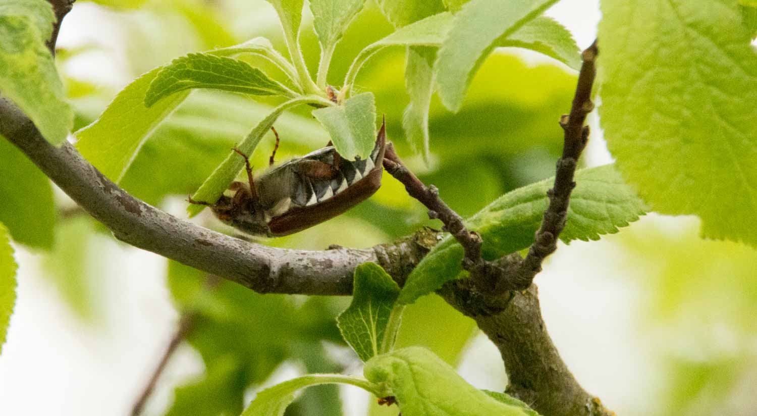 Maikäfer – natur-erleben-online