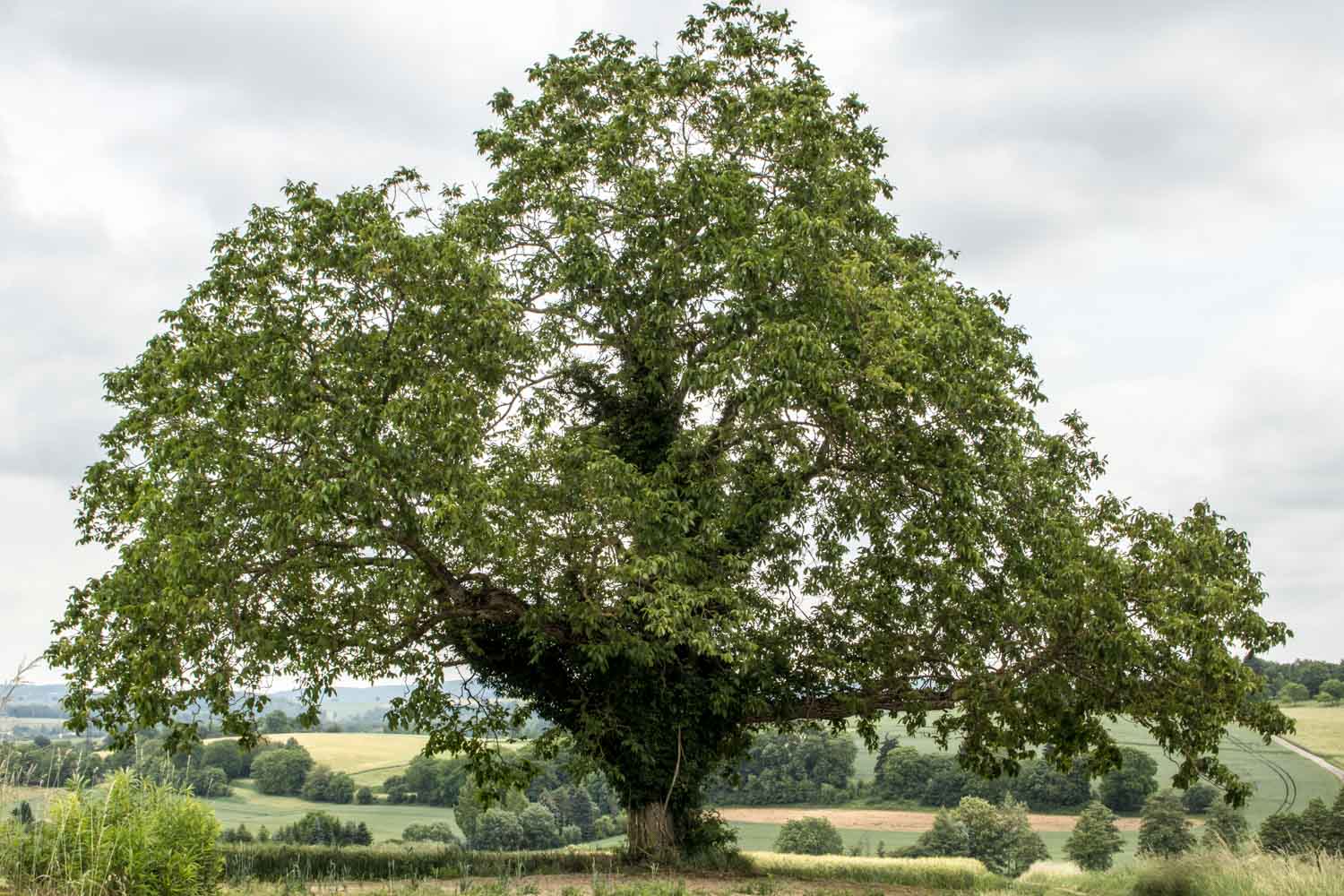 So ein Walnussbaum! – natur-erleben-online