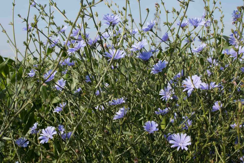 Gemeine Wegwarte oder Zichorie