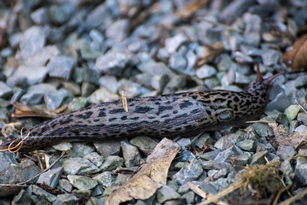 Ein wertvoller „Nützling“ in unseren Gärten Tigerschnegel