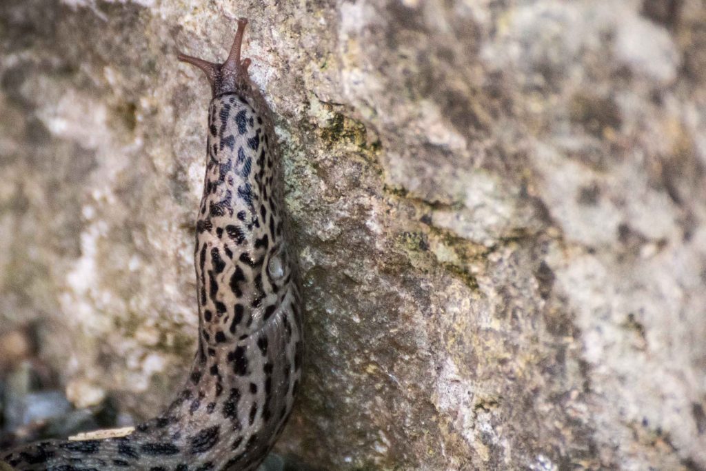 Ein wertvoller „Nützling“ in unseren Gärten Tigerschnegel