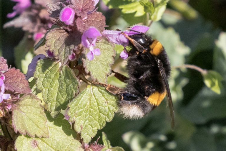 Sie ist schon aktiv: Dunkle Erdhummel – natur-erleben-online