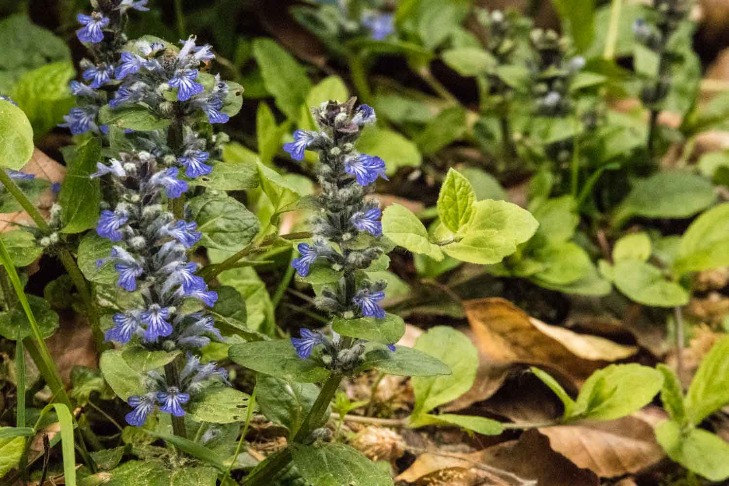 Unsere Vorfahren schtzten ihn sehr: Kriechender Gnsel   natur-erleben-online